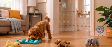 Too Hot to Walk Your Dog? 12 Safe Indoor Activities for Summer 🐾