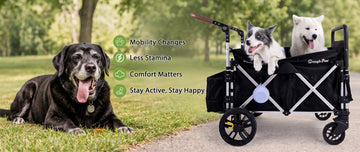 10 Signs Your Senior Dog Needs More Support (Not Less Exercise) 🐾
