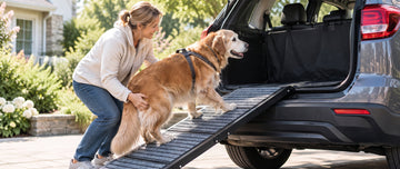 How to Help a Senior Dog Get Into a Car or SUV Without Jumping