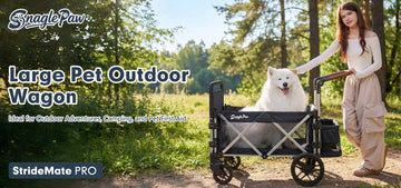 When Your Dog Still Wants to Go Out — But Can’t Walk Like Before