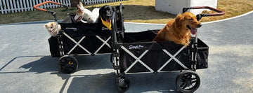 Are Dog Strollers Good for Senior Dogs? A Guide for Aging Dogs with Mobility Issues
