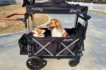 Dog Stroller vs Short Walks: What Actually Works for Senior Dogs