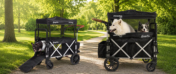 🐾 Why Senior Dogs Still Need Adventures (And How to Keep Them Comfortable)