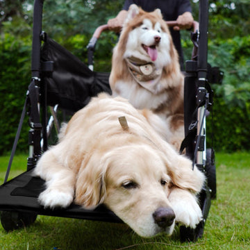 Should Dogs Be in Strollers? A Complete Guide for Responsible Pet Parents