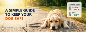 ☀️ How Hot Is Too Hot to Walk Your Dog in Summer?