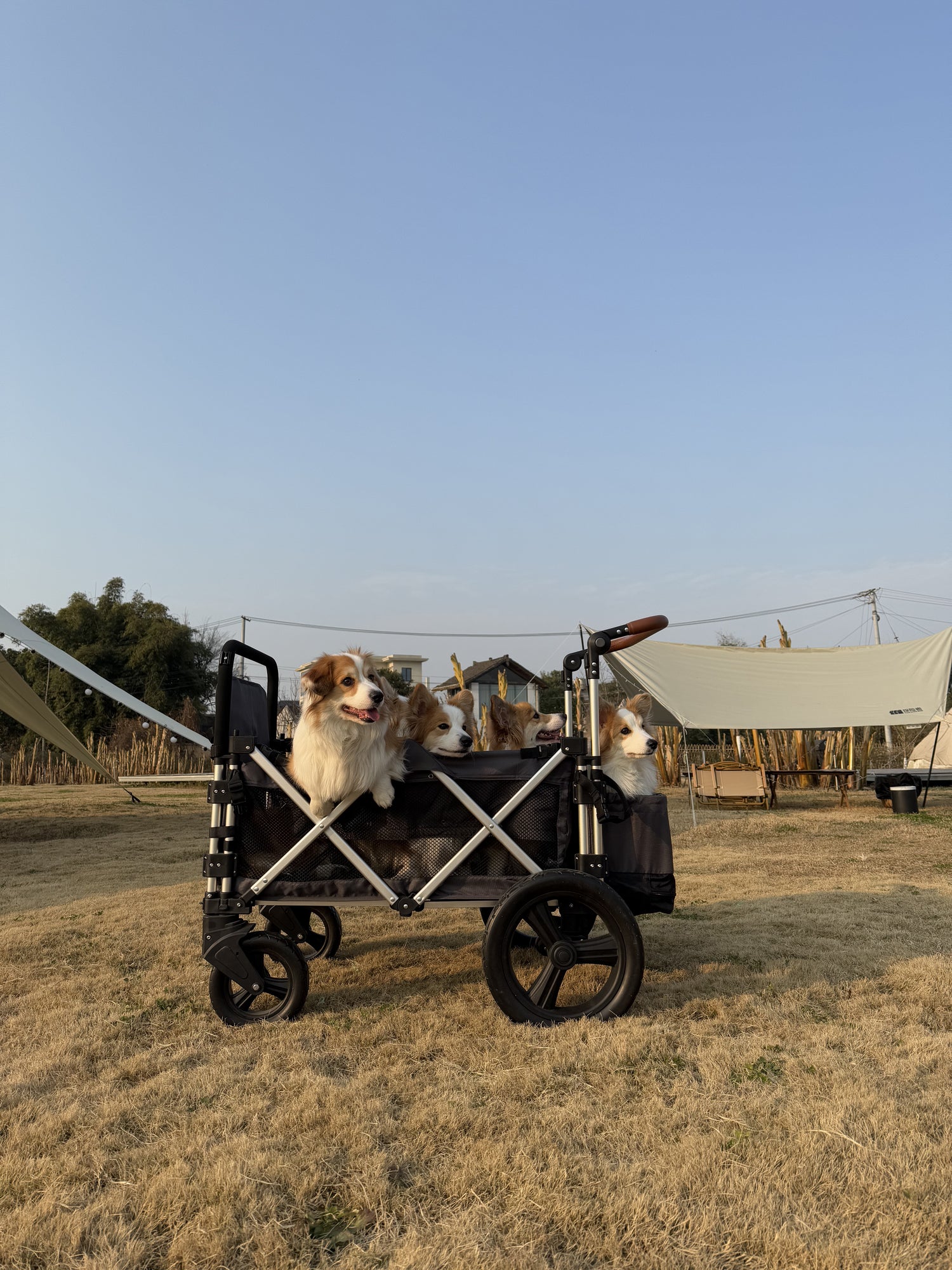 After switching to our Snagle Paw Dog Stroller Wagon, everything feels much more relaxed — there’s plenty of space and comfort for your dog.