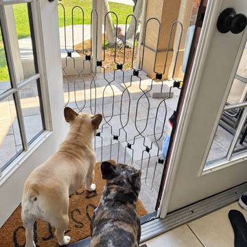 Two dogs behind a Snagle Paw metal front door gate designed to help prevent door dashing while keeping the entryway open