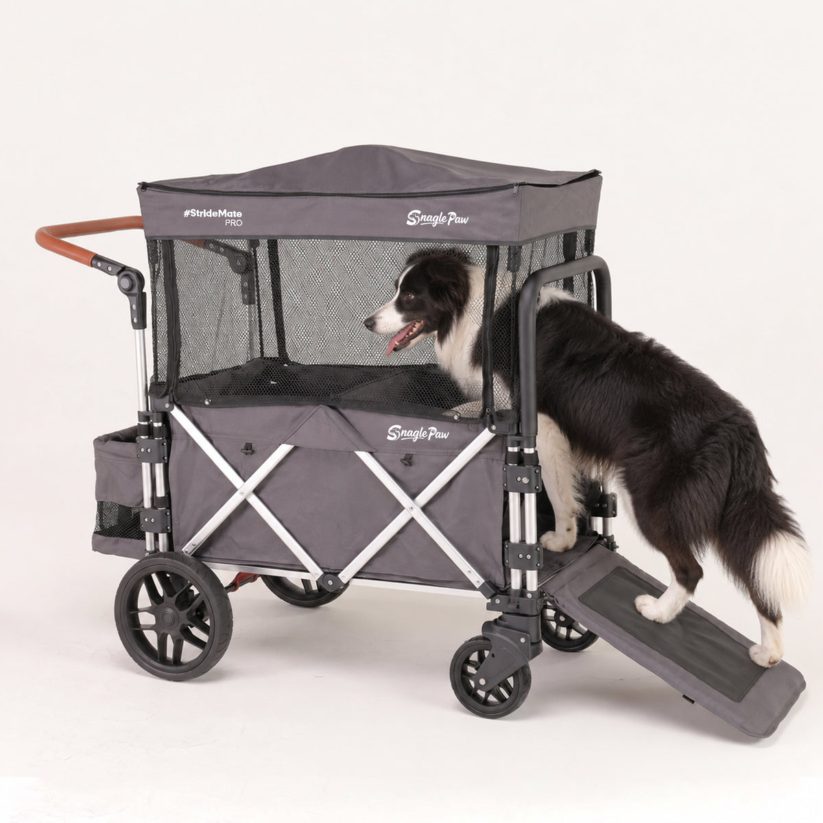 Border Collie walking up the ramp into a Snagle Paw StrideMate PRO large dog stroller on a white background