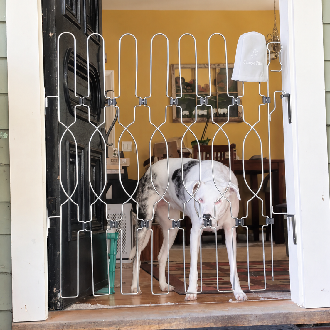A dog looking toward an open front door with a Snagle Paw metal dog gate installed at the entryway for indoor pet safety.