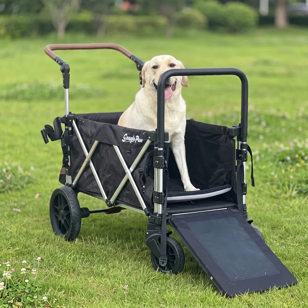 Labrador Retriever sitting inside a Snagle Paw StrideMate PRO large dog stroller with the built-in ramp lowered on grass outdoors.