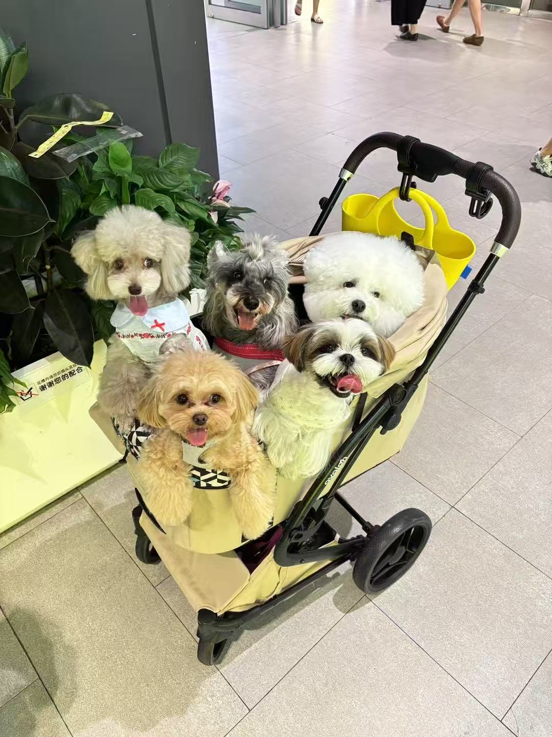 When using a traditional dog stroller, it often feels cramped.