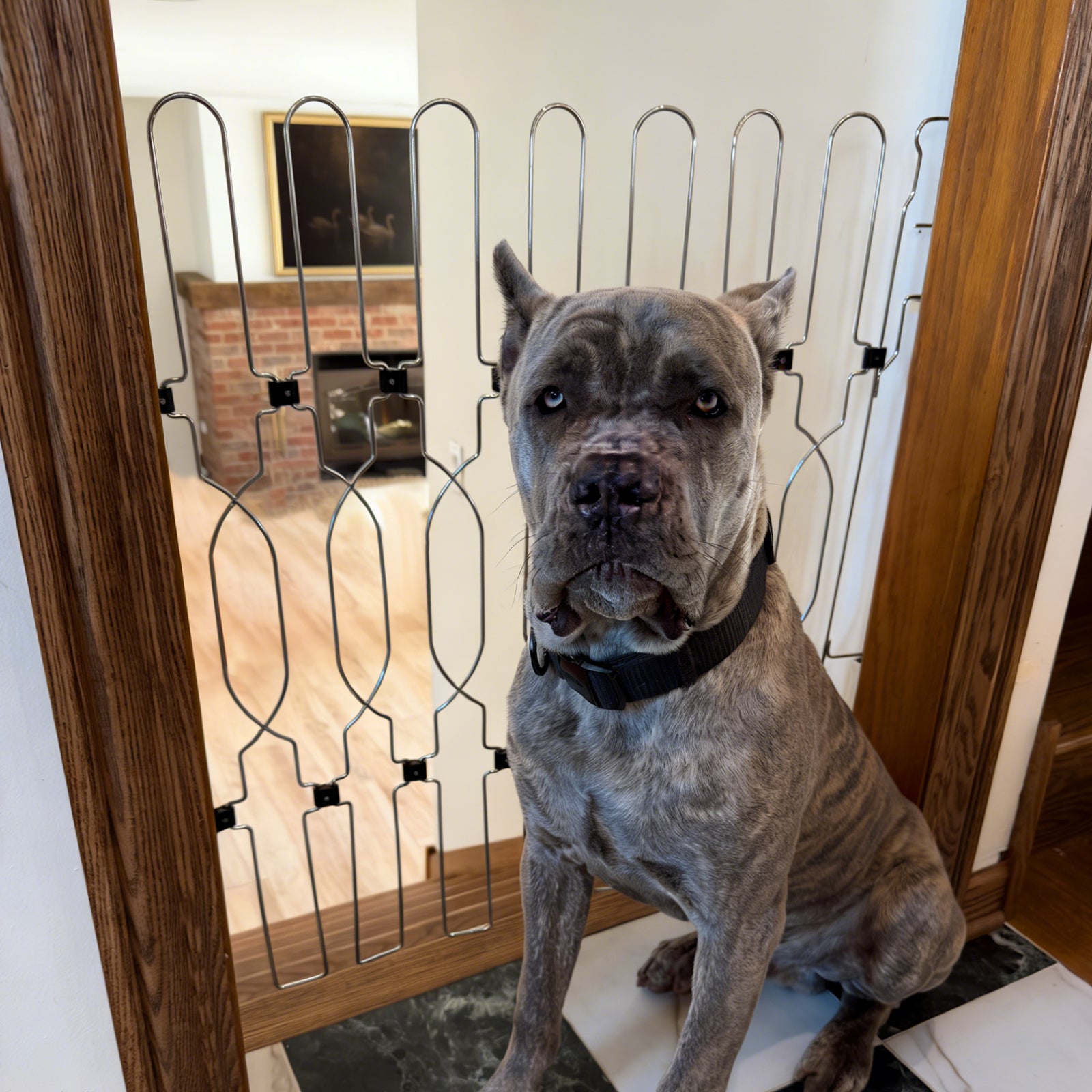 Dog gate installed at stairs to improve home safety for dogs