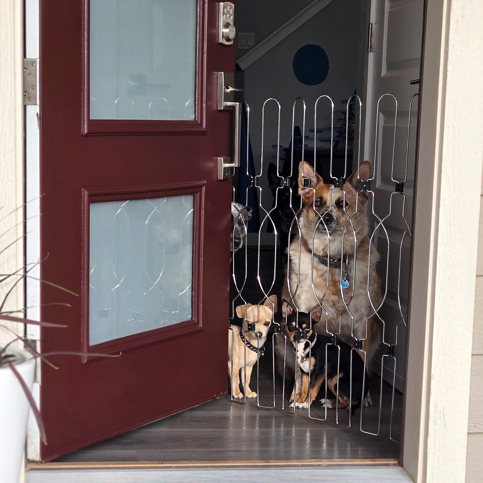 Strong metal dog gate designed for front door areas, providing a safe indoor barrier for pets while allowing easy walk-through access.