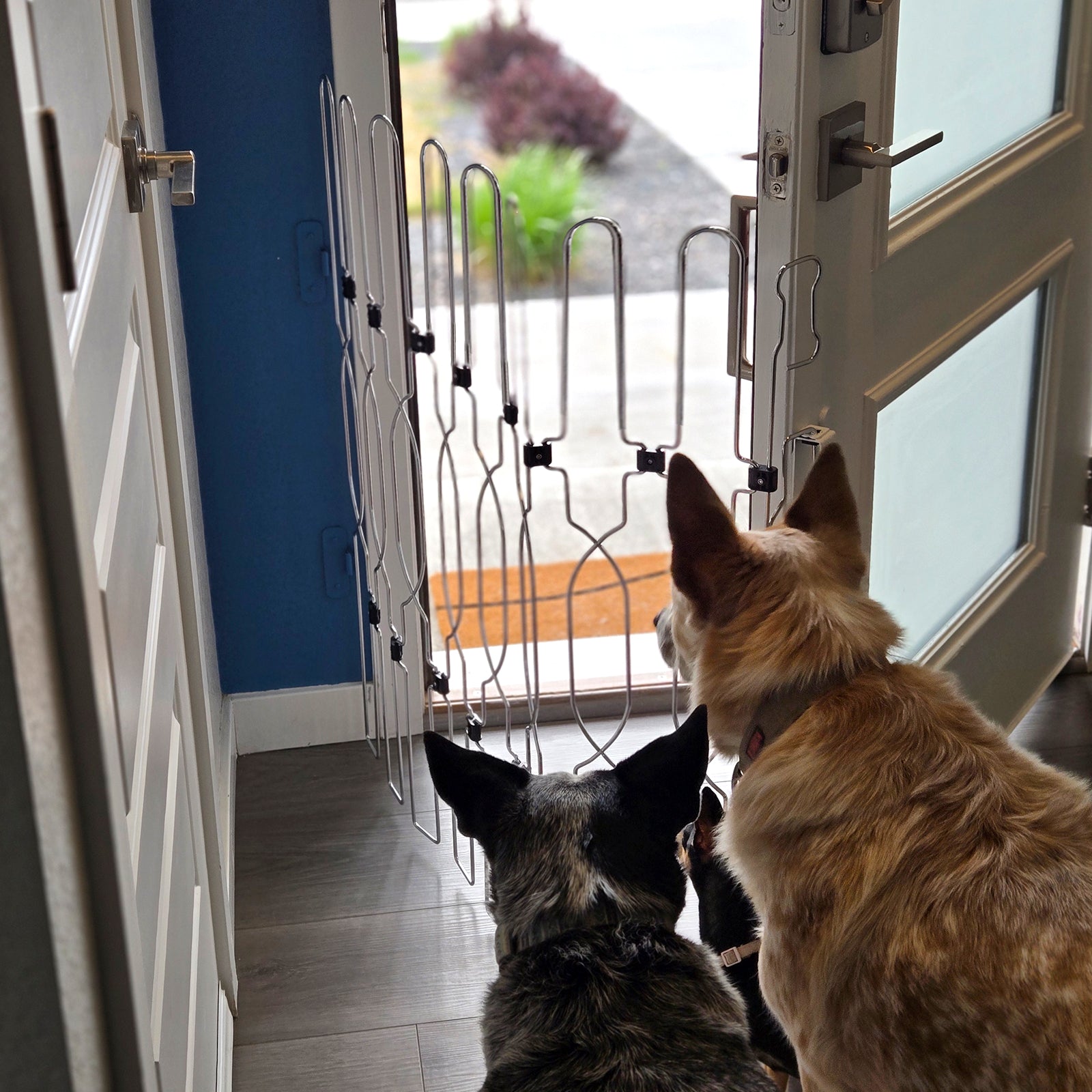 Space-saving retractable dog gate designed for whole-house use, providing flexible safety control for stairs, hallways, and doorways.