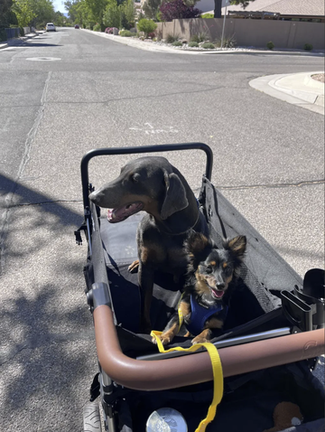 He Can Get to the Park Again with Snagle Paw StrideMate Max