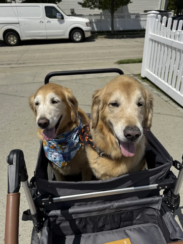 One Wagon. Both Dogs. More Time Together.Together Again for Every Adventure.