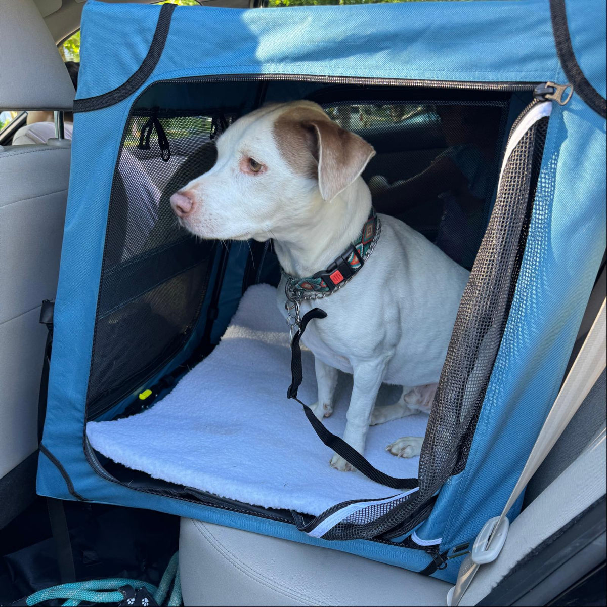 Medium-sized dog sitting inside a Snagle Paw travel dog crate on a car back seat