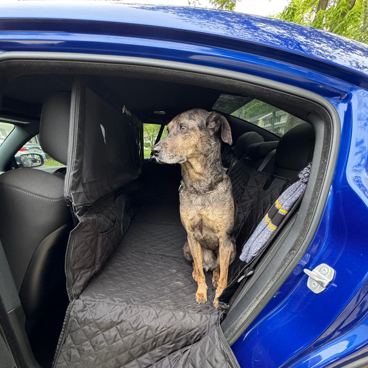 A small dog looking through the high mesh barrier of a black Snagle Paw dog car seat cover with storage pockets installed in the back seat.
