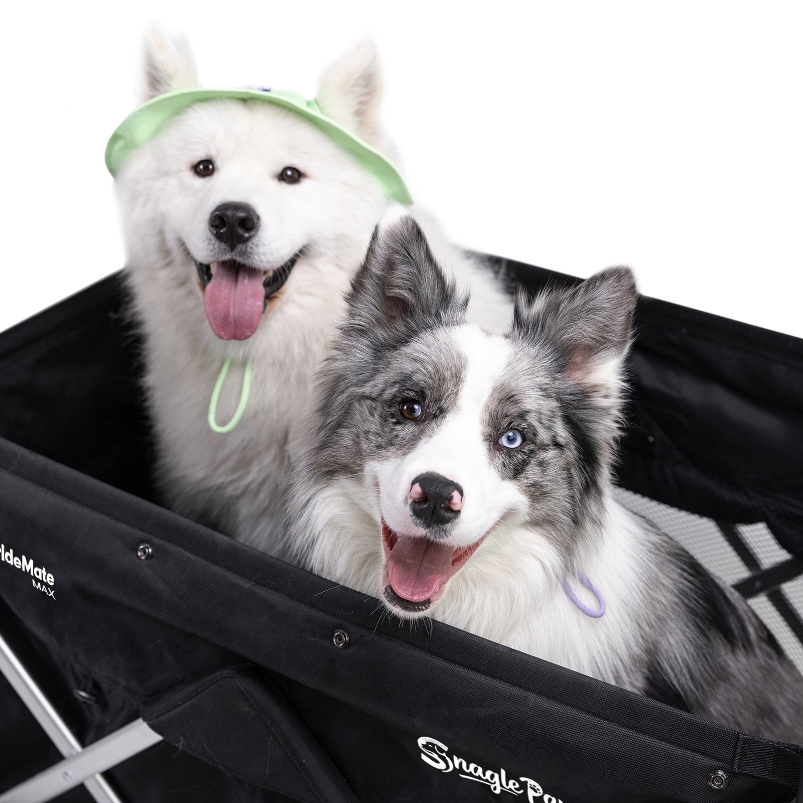 Close-up of two happy dogs sitting in Snagle Paw StrideMate MAX stroller wagon, enjoying the spacious and comfortable interior perfect for carrying two dogs and multiple pets
