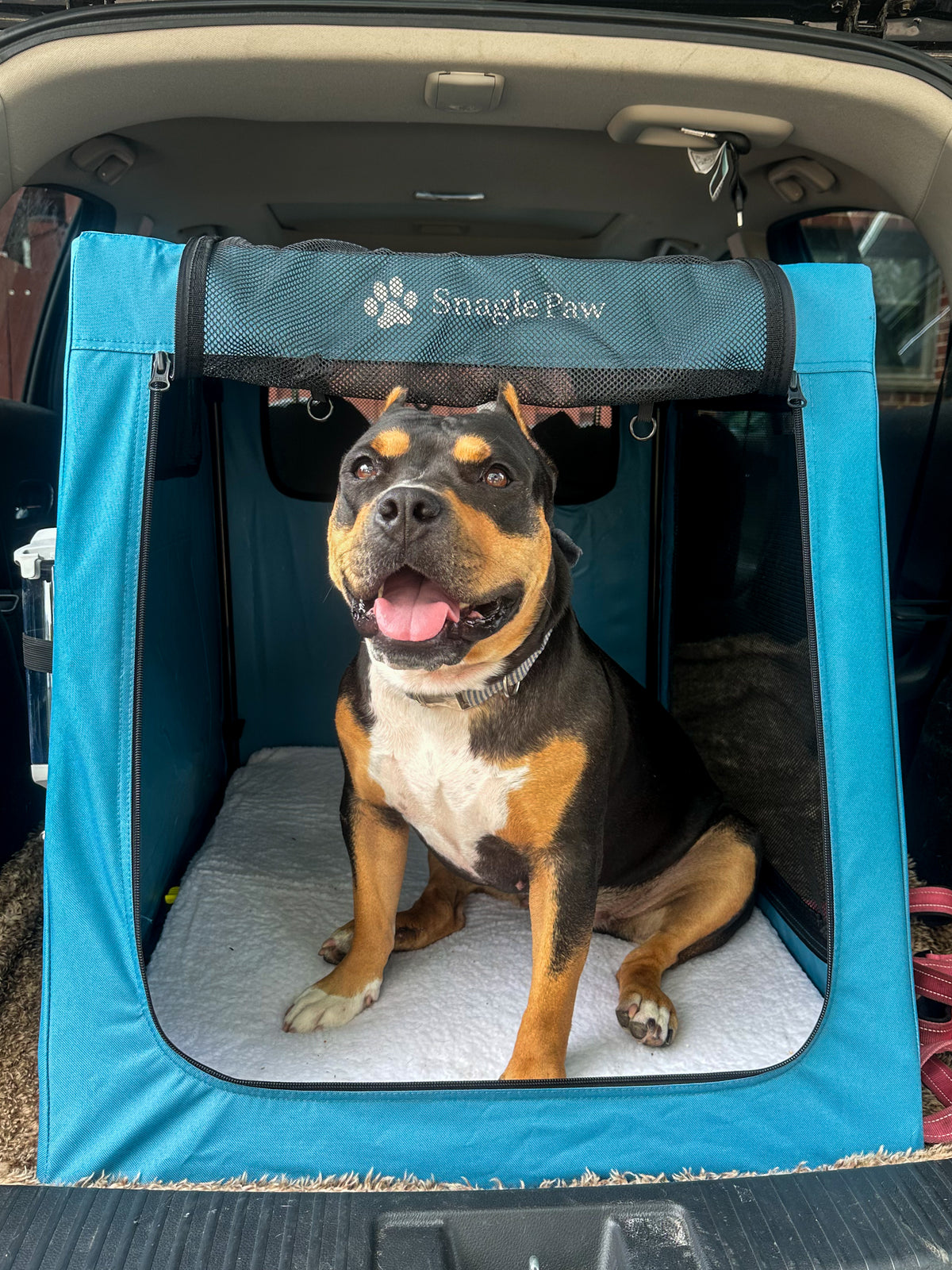 Snagle Paw SUV trunk travel dog crate with a large dog inside